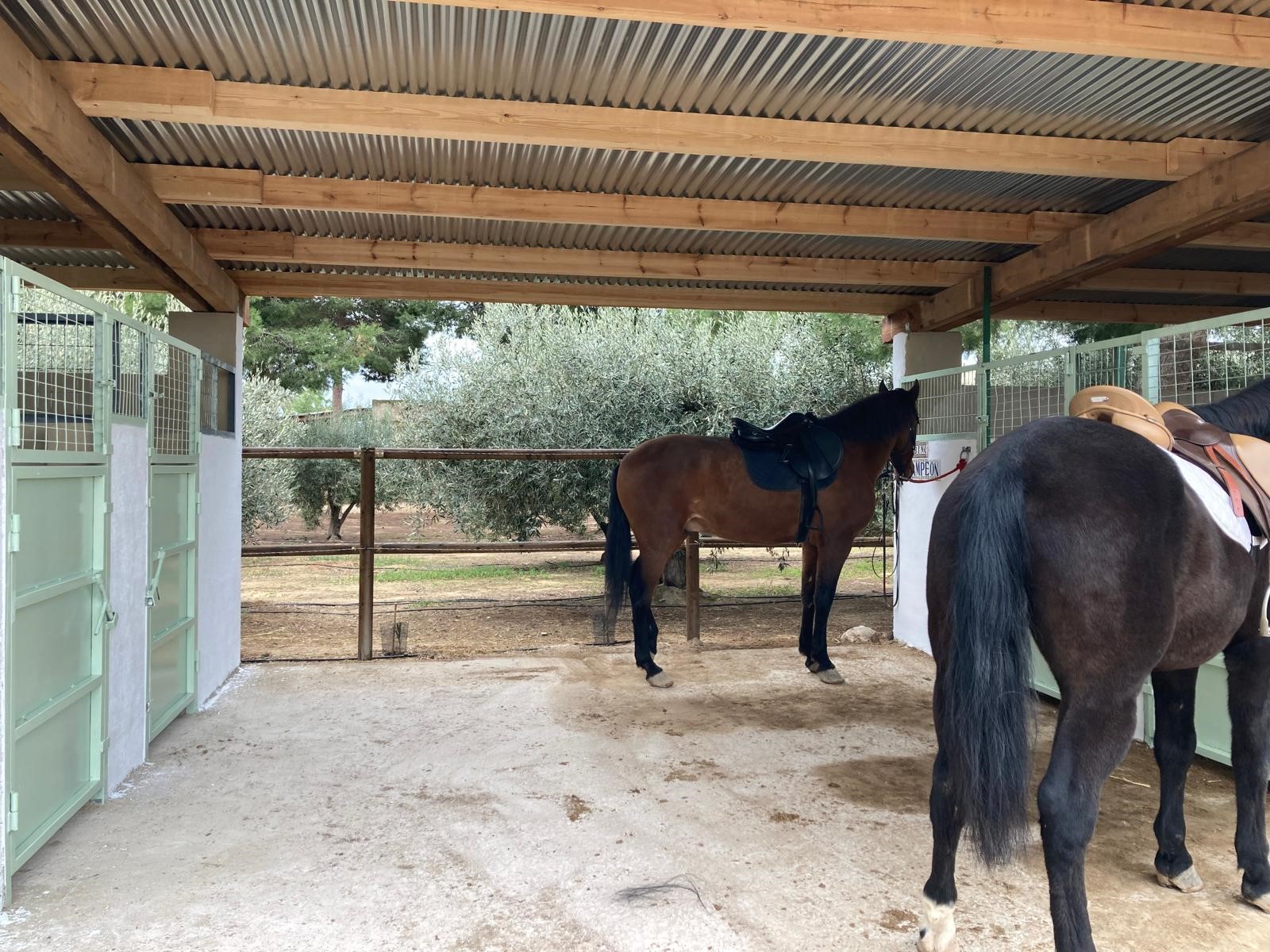 renovaci�n de cuadras en campo de Cartagena renovaci�n de cuadras en campo de Cartagena